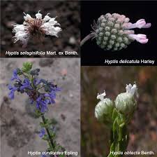 Image result for Hyptis