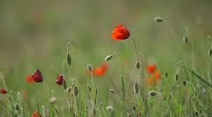 Battle of Lone Pine remembered