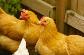I want our grandkids to be able to handle them. Is This 6 Month Old Buff Orpington A Hen Or A Rooster Backyard Chickens Learn How To Raise Chickens