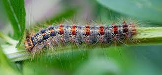 Repeated defoliation by the larvae or. Gypsy Moth Guide