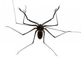 Maybe you would like to learn more about one of these? Tailless Whip Scorpion Damon Variegatus For The Month Of May Just 34 99 While Supplies Last Scales N Tails