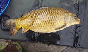 A Short Breakdown Of The Different Carp Species Angling