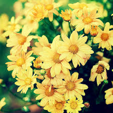 Image result for Chrysanthellum