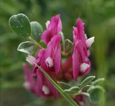 Image result for Astragalus