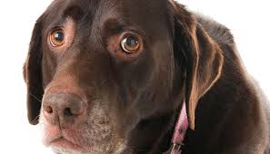 If your dog is in pain, he may start to sleep more. Recognizing Signs Of Pain In Dogs How Do I Tell My Dog Is Hurting