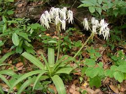 Image result for Amaryllidaceae