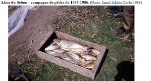 Civelle — civelles d anguille américaine (anguilla rostrata) lorsqu elle passe de l océan à l eau saumâtre et d … wikipédia en français. De La Peche A L Alose Dans L Oued Sebou A L Essor De La Peche Des Civelles Collectif Peche Et Developpement