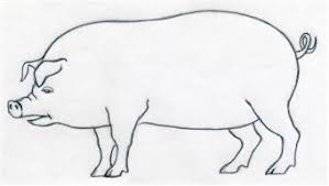 Pig analysis if the pig is drawn: How To Draw A Pig