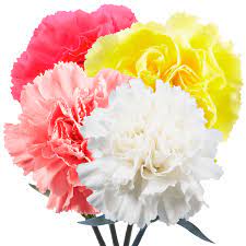 And finally, carnations have plenty of staying power to delight your gift recipients longer than many cut flowers. Carnations Flowers Choose Your Own Quantity And Color Globalrose