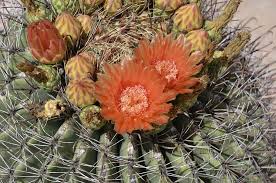 Moon cactus come in vibrant bright colors of hot pink, orange and in yellow. Royalty Free Orange Cactus Flower Photos Free Download Pxfuel