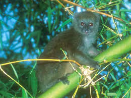 Image result for Oreobambos buchwaldii