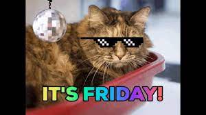 Happy Friday From The Cats Youtube