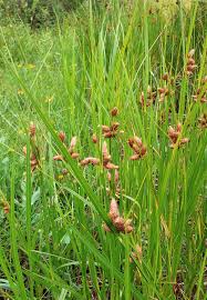 Image result for Bolboschoenus