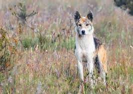 The dingo is australia's wild dog. Dogs Not Gone Wild Dna Tests Show Most Wild Dogs In Australia Are Pure Dingoes