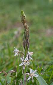 Image result for Trachyandra saltii
