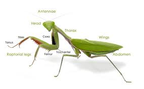 Australian Praying Mantises Minibeast Wildlife Praying Mantis Anatomy Science Unit Studies