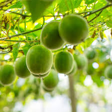 See how we harvest and what monk fruit can do for your healthy diet. What Is Organic Monk Fruit Sweetener Faqs Now Foods