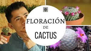 Este tiempo de espera dependerá de la especie de cactus que tengas. Como Hacer Que Los Cactus Tengan Flores Florezcan Youtube