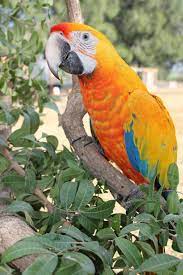 Camelot Macaws Product Of A Scarlet And Catalina Macaw Pet Birds Parrot Pet Parrot