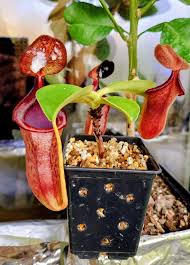 Image result for mospilan prodej