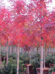 This species is planted as a street tree in temperate areas worldwide due to its attractive fruit and autumn foliage. Pistacia Chinensis Keith Davey Boething Treeland Farms
