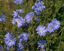 Chicory Root Seeds Wildflower Seeds Cichorium Intybus Wild Herb Seeds Blue Sailors Coffee Substitute Plants Blu Wildflower Seeds Plants Flower Essences