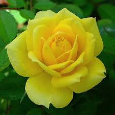 Roses Roses Added 4 New Photos With Vickyss Franquizz Flores Bonitas Flores Exoticas Rosas Bonitas