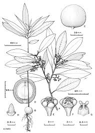 Image result for Beilschmiedia michelsonii