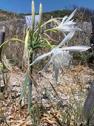 Image result for Pancratium tenuifolium