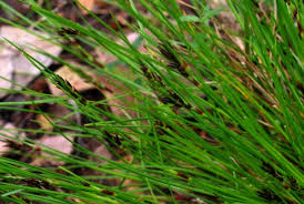 Image result for Schoenus