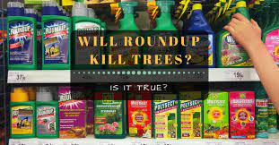 Carefully consider whether or not to eradicate the tree, including the final removal of the tree and other considerations such as increased light, etc. Will Roundup Kill Trees The Fact What You Need To Know