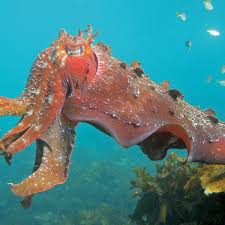 Squid have been updated with a new ai system. Alien Intelligence The Extraordinary Minds Of Octopuses And Other Cephalopods Marine Life The Guardian