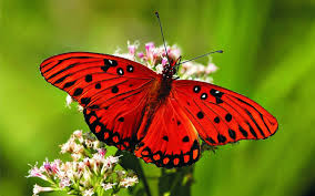 Butterfly Wings More Than Meets The Eye Kids News Article Page 20 Butterflies have exoskeletons, which means skeletons outside the bodies. dogo news