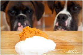 3 Ways To Make A Healing Mash For Dogs With Diarrhea Gas Dog Diarrhea Remedy Dog Remedies Dog Food Recipes