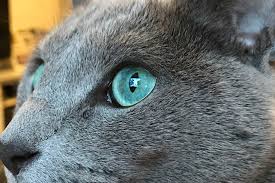 Mavi Rus Russian Blue Kedi Cinsi Ozellikleri Ve Bakimi Miyavliyo
