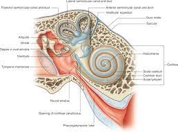The malleus articulates to incus which connects to the stapes. Middle Ear An Overview Sciencedirect Topics