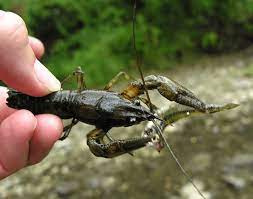 What Do Crayfish Eat In Captivity And Their Natural Habitat Cabrito