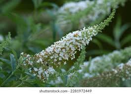 Image result for Buddleja asiatica