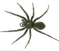 New zealand female vagrant, prowling spider подробнее. Spider Pest Control