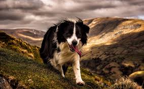 Check spelling or type a new query. Tired Border Collie Hd Wallpaper Tired Border Collie Border Collie Wallpaper Hd 1920x1200 Download Hd Wallpaper Wallpapertip