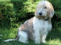 Thus, the pbgv is more than a wirecoated basset hound, and more than a dwarf grand basset griffon vendéen (a breed that resembles a slightly taller pbgv), even though closely related to both breeds. Grand Basset Griffon Vendeen L Avis Du Veterinaire Choisir Son Chien