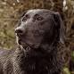 Ducks Unlimited: 2026 Game Hogg Summer BBQ Party