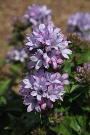Campanula Glomerata Caroline Tight Clusters Of Shell Pink Bell Shaped Flowers With Deep Pollinator Plants Beautiful Flowers Garden Blue And Purple Flowers