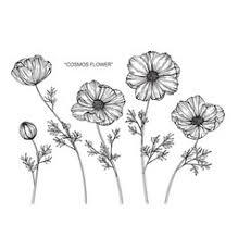 6) how to draw the stems. Cosmos Flowers Hand Drawing Vector Images Over 190