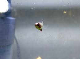 Seriously, do we need to tell you why? My New Betta Baby Boy In His Not So New Tank Album On Imgur