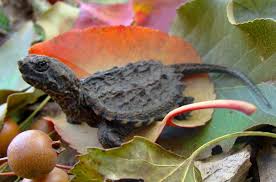 The bite did not break the skin. What Do Baby Snapping Turtles Eat Foods Avoid