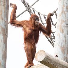 Reese Is Serving Up Some Major Zen Dyk Orangutans Arms Stretch Out Longer Than Their Bodies Fridayfeeling Orangutan Orangutan Audubon Zoo Arm Stretches