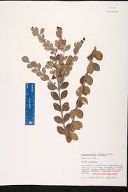 Image result for Crossopetalum