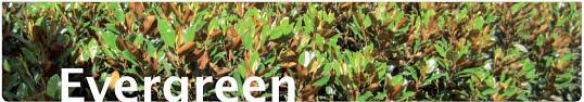 Se ha cultivado y también naturalizado en américa tropical continental, y en las antillas donde fue introducida por los ingleses. Syzygium Paniculata Var Backyard Bliss Lilly Pilly Products Advanced Trees Direct