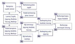 Kunci determinasi kunci determinasi merupakan suatu kunci yang dipergunakan untuk menentukan filum atau divisi, kelas, ordo, famili, genus, atau spesies. Klasifikasi Dikotom Dan Kunci Determinasi Bukusekolah Net